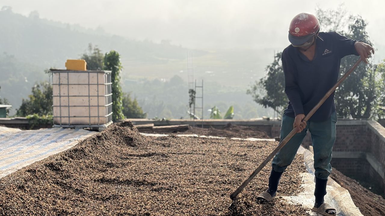 ディリンの農園で屋上の天日乾燥場のコーヒー豆を熊手で均す作業者