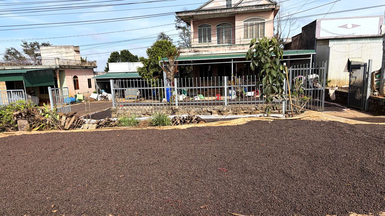 ディリンの農家の家屋前の地面で天日乾燥されるコーヒー豆